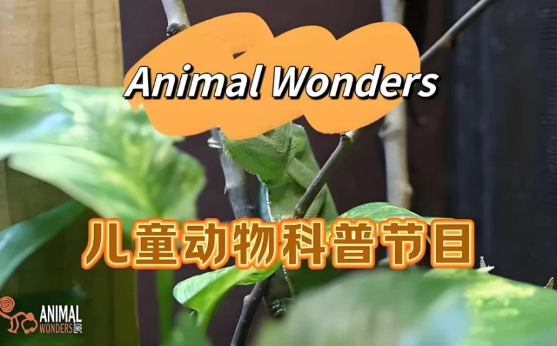 油管热门英文儿童动物科普节目《动物奇观 Animal Wonders》-大伟资源网