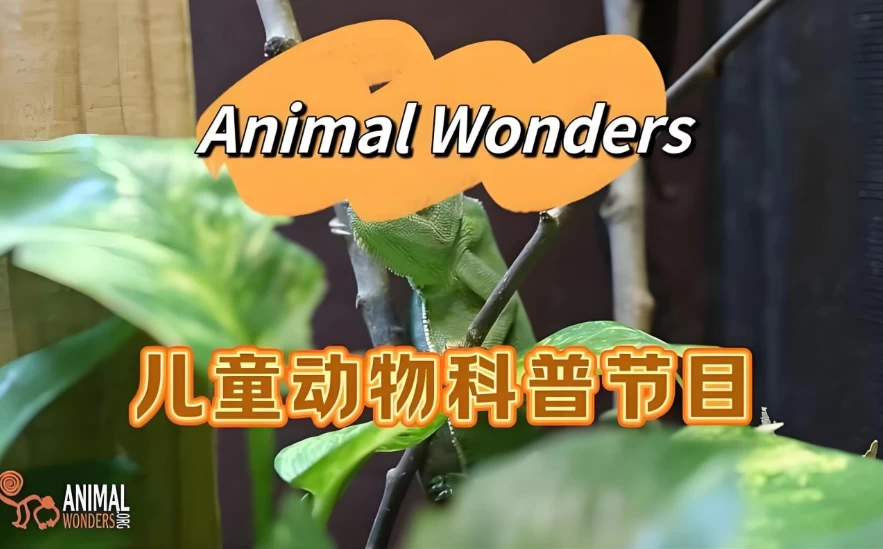 图片[1]-油管热门英文儿童动物科普节目《动物奇观 Animal Wonders》-大伟资源网