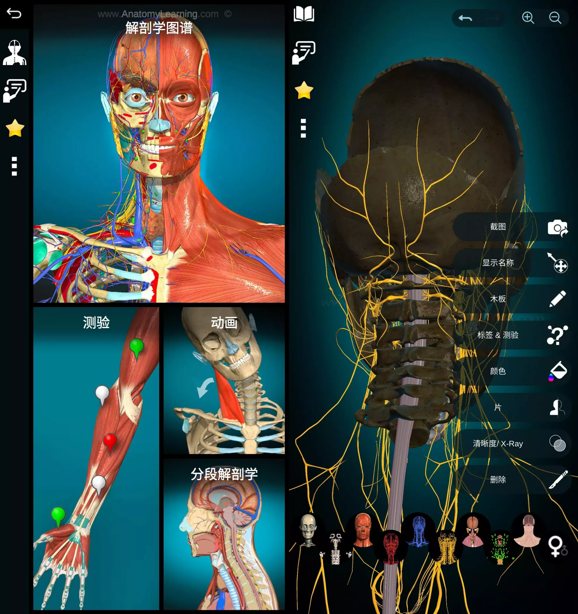 图片[1]-Anatomy Learning 3D解剖学图谱 v3.2.514 医学生必备学习专业软件 高级版-大伟资源网